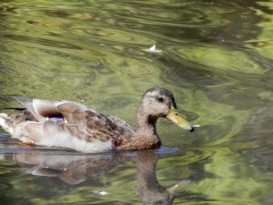 image202